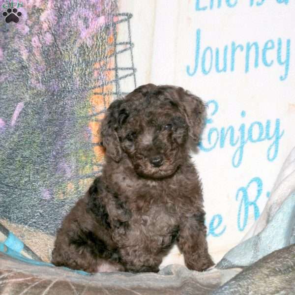 Harley, Miniature Poodle Puppy
