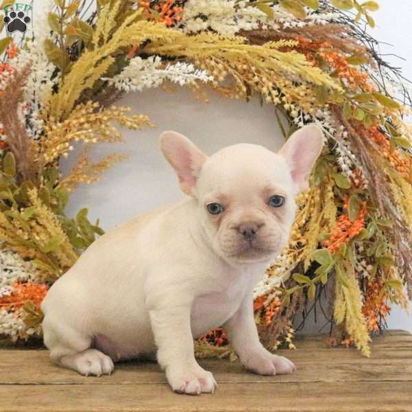 Harper, French Bulldog Puppy