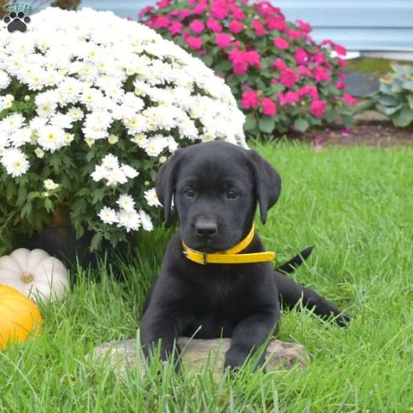 Harper, Black Labrador Retriever Puppy