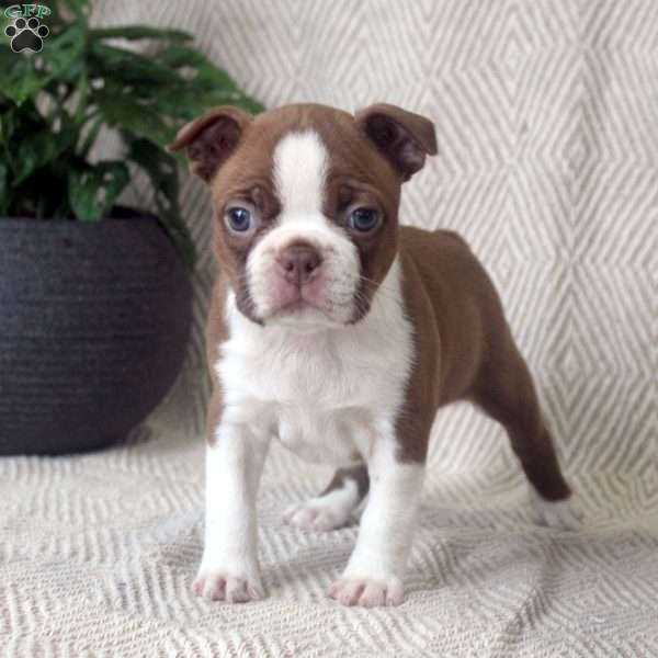 Harper, Boston Terrier Puppy