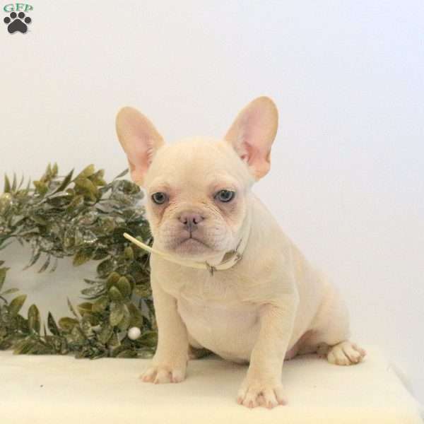Harper, French Bulldog Puppy