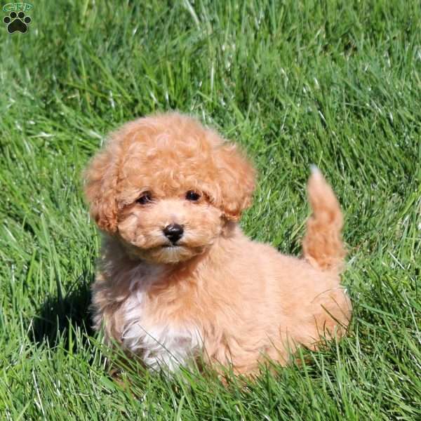 Harper, Bich-Poo Puppy