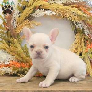 Harper, French Bulldog Puppy