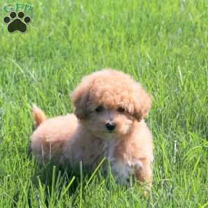 Harper, Bich-Poo Puppy