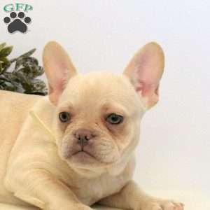 Harper, French Bulldog Puppy
