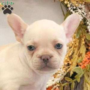 Harper, French Bulldog Puppy