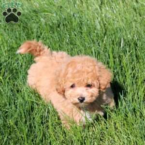 Harper, Bich-Poo Puppy