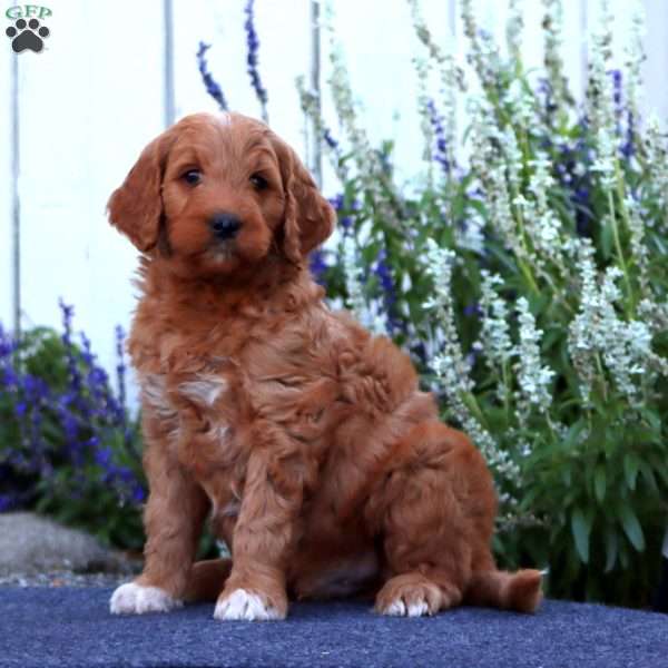 Harper, Goldendoodle Puppy