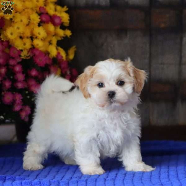 Harper, Teddy Bear Puppy