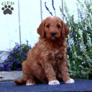 Harper, Goldendoodle Puppy