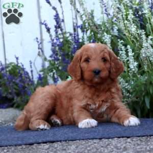 Harper, Goldendoodle Puppy