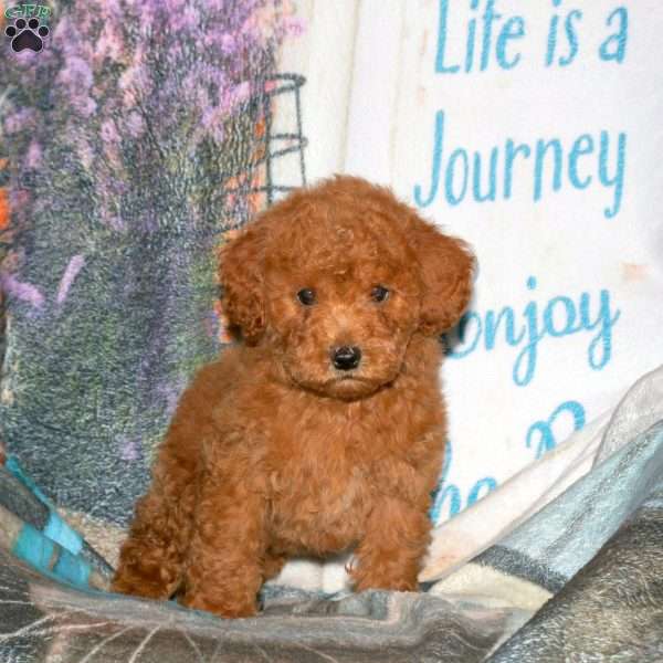 Harry, Miniature Poodle Puppy