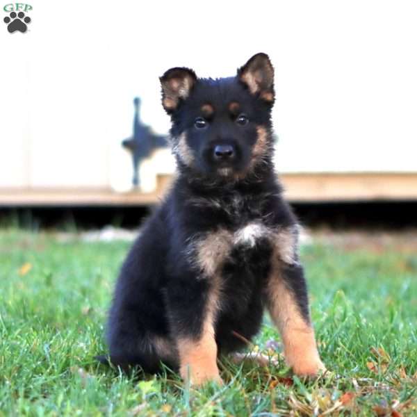 Harvey, German Shepherd Puppy