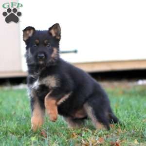 Harvey, German Shepherd Puppy