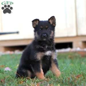 Harvey, German Shepherd Puppy