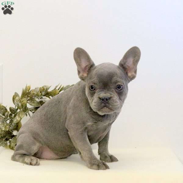 Hattie, French Bulldog Puppy