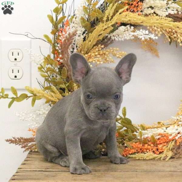 Hattie, French Bulldog Puppy
