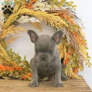 Hattie, French Bulldog Puppy