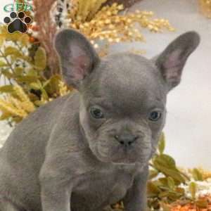 Hattie, French Bulldog Puppy