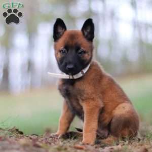 Haven, Belgian Malinois Puppy