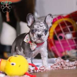 Haven, French Bulldog Puppy