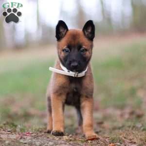 Haven, Belgian Malinois Puppy