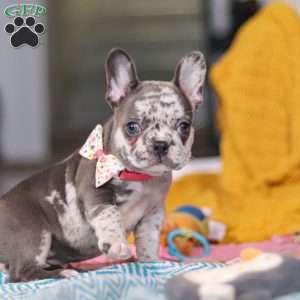 Haven, French Bulldog Puppy