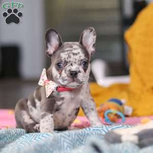 Haven, French Bulldog Puppy