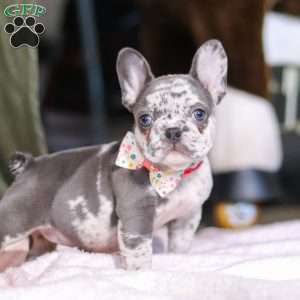 Haven, French Bulldog Puppy