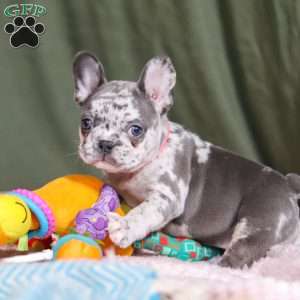 Haven, French Bulldog Puppy