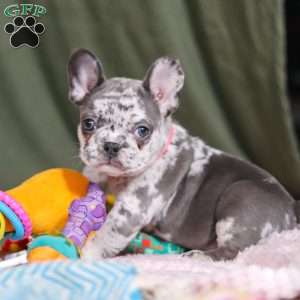 Haven, French Bulldog Puppy