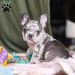 Haven, French Bulldog Puppy