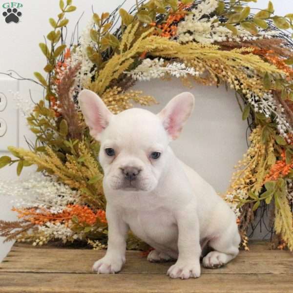 Haven, French Bulldog Puppy
