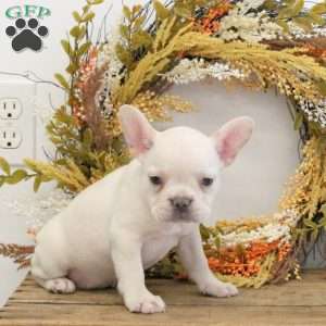 Haven, French Bulldog Puppy