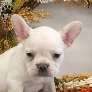 Haven, French Bulldog Puppy