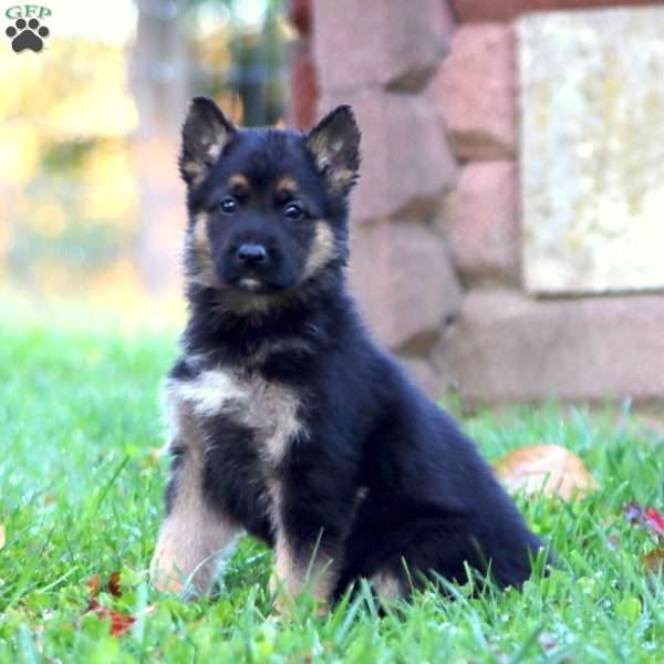 Haven, German Shepherd Puppy