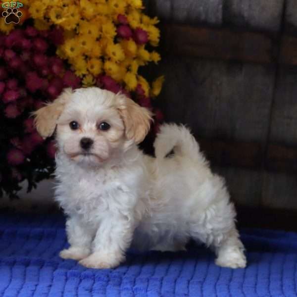Haven, Teddy Bear Puppy