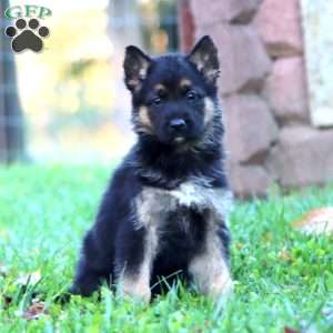 Haven, German Shepherd Puppy