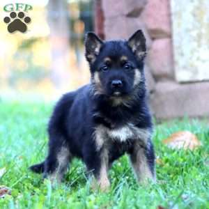 Haven, German Shepherd Puppy