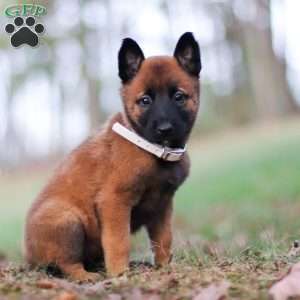 Haven, Belgian Malinois Puppy