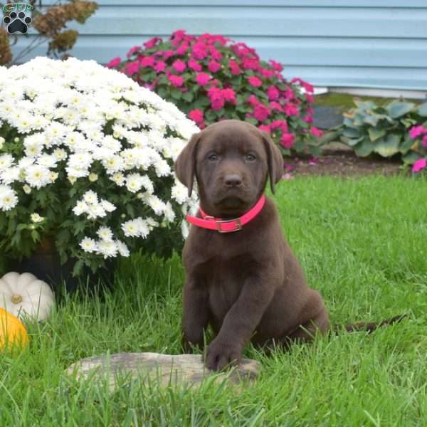 Hazel, Chocolate Labrador Retriever Puppy