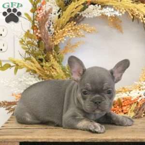 Hazel, French Bulldog Puppy