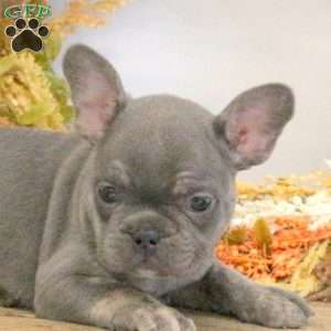 Hazel, French Bulldog Puppy