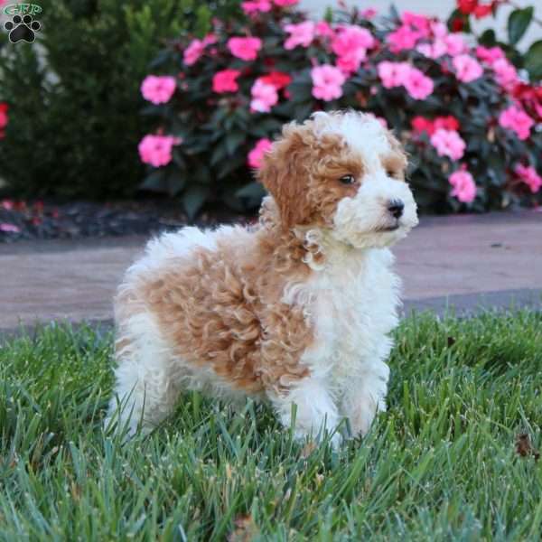 Hazel, Miniature Poodle Puppy