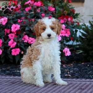 Hazel, Miniature Poodle Puppy