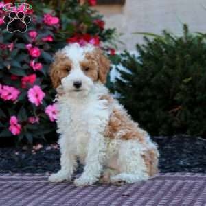 Hazel, Miniature Poodle Puppy