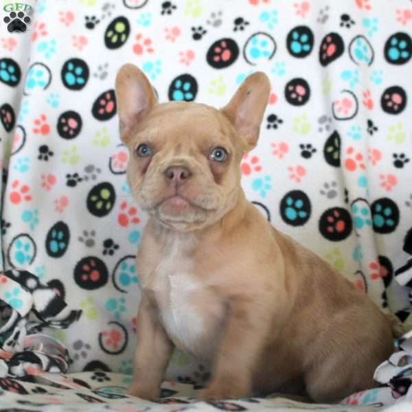 Heath, French Bulldog Puppy