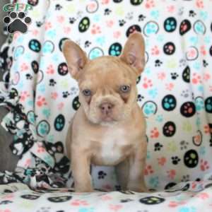 Heath, French Bulldog Puppy