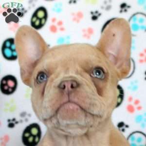 Heath, French Bulldog Puppy