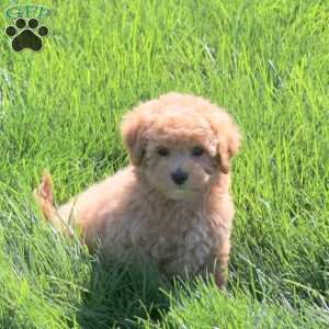 Hector, Bich-Poo Puppy